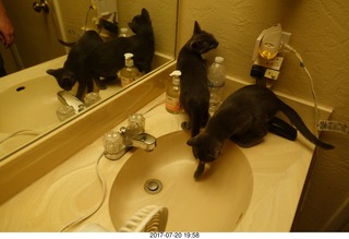 my cats Devin and Jane - four cats with the mirror