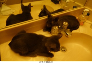 my cats Devin and Jane - four cats with the mirror