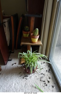 new plants trashed by my cats