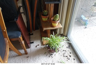 new plants trashed by my cats