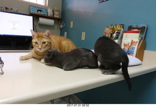 527 9rx. my cats Max, Devin, and Jane at the vet