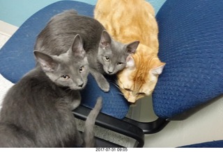 542 9rx. my cat Max and my kittens Devin and Jane at the vet