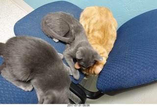 545 9rx. my cat Max and my kittens Devin and Jane at the vet