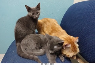 551 9rx. my cat Max and my kittens Devin and Jane at the vet