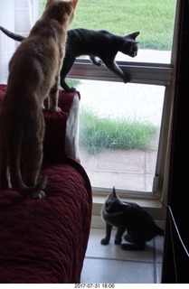 my cat Max and my kittens Devin and Jane at the vet