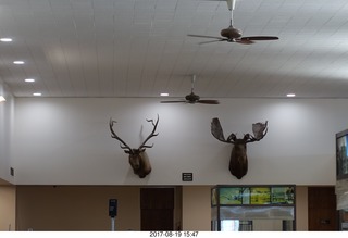 252 9sk. Rock Springs airport terminal - elk and moose heads