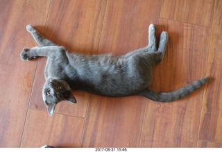 my kitten Devin