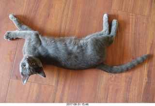 my kitten Devin