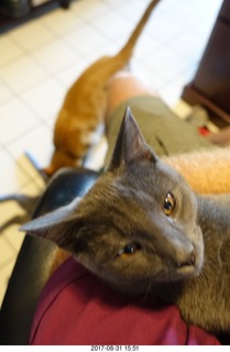 my kitten Devin