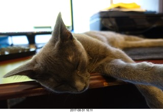 my kitten Devin
