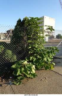 Northeast Philadelphia - Roosevelt Boulevard - old Nabisco / Kraft factory being torn down