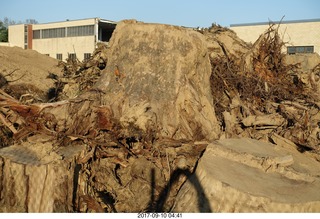 Northeast Philadelphia - Roosevelt Boulevard - old Nabisco / Kraft factory being torn down - tree stumps