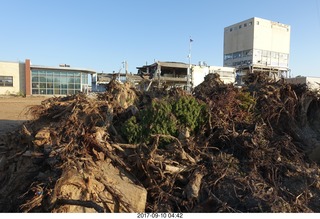 Northeast Philadelphia - Roosevelt Boulevard - old Nabisco / Kraft factory being torn down - tree stumps