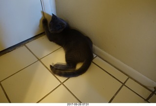 my kitten Jane