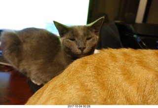 my kitten Devin