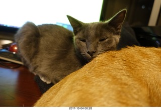 my kitten-cat Devin