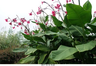 137 9ue. Longwood Gardens - flowers