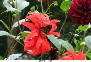 147 9ue. Longwood Gardens - flowers - butterlyi