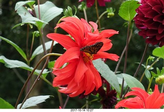 148 9ue. Longwood Gardens - flowers - butterly