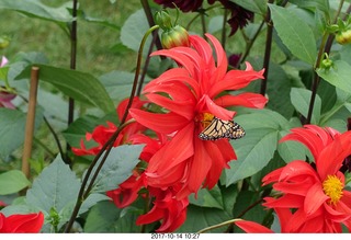 Longwood Gardens - flowers