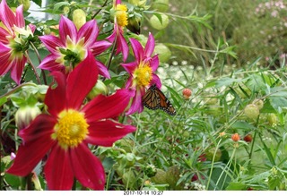 Longwood Gardens - flowers - butterly