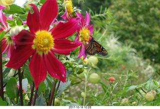 151 9ue. Longwood Gardens - flowers - butterfly