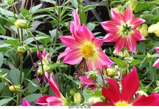 Longwood Gardens - flowers - butterfly