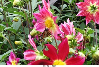 Longwood Gardens - flowers - butterfly