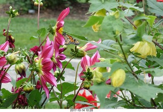 122 9ue. Longwood Gardens - flowers - butterfly