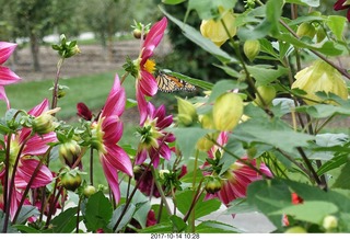 156 9ue. Longwood Gardens - flowers - butterfly