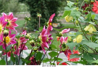 157 9ue. Longwood Gardens - flowers - butterfly