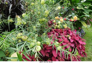 158 9ue. Longwood Gardens - flowers - butterfly