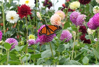 126 9ue. Longwood Gardens - flowers - butterfly