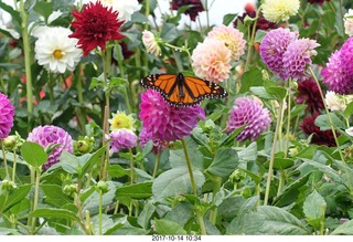 163 9ue. Longwood Gardens - flowers - butterly