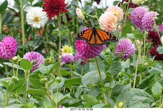 Indonesia - Bantimurung Water Park - butterfly