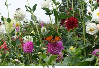 165 9ue. Longwood Gardens - flowers - butterfly