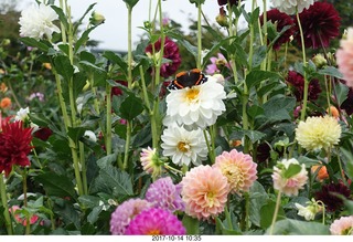 Longwood Gardens - flowers