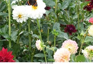 Longwood Gardens - flowers - butterfly