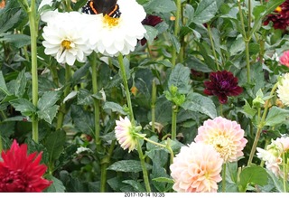 171 9ue. Longwood Gardens - flowers - butterfly