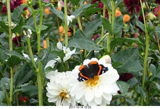 172 9ue. Longwood Gardens - flowers - butterfly