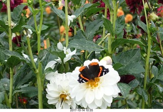 Longwood Gardens - flowers - butterfly