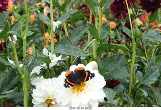 133 9ue. Longwood Gardens - flowers - butterfly