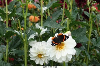 175 9ue. Longwood Gardens - flowers - butterfly