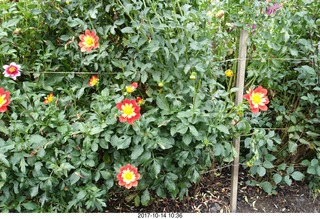 Longwood Gardens - flowers