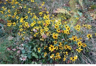 230 9ue. Longwood Gardens - flowers