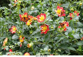 235 9ue. Longwood Gardens - flowers