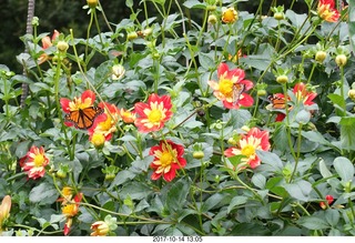 236 9ue. Longwood Gardens - flowers