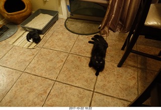 my cats Max, Devin, and Jane at the vet