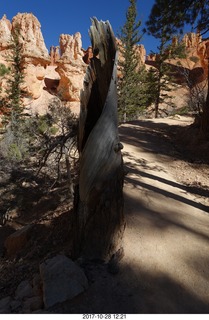 Bryce Canyon National Park hike - Peek-A-Boo trail - twisted dead tree