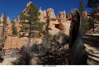 Bryce Canyon National Park hike - Peek-A-Boo trail - twisted dead tree